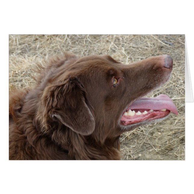 Cartão P4 Flatlandersam (Frente Horizontal)