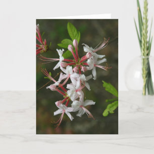 Cartão PA Flores selvagens - Azalea selvagem Notecard