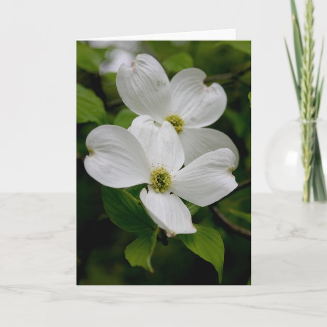 Cartão PA Flores selvagens - Dogwood Notecard (Frente)