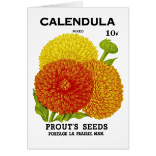 Cartão Pacote da semente do vintage do Calendula
