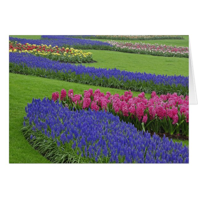 Cartão Padrão de Jacinto-de-uva, tulipas e (Frente Horizontal)