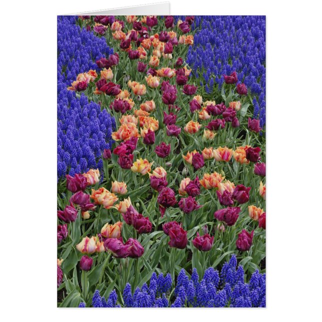 Cartão Padrão de tulipas e flores de Jacinto de Uva, (Frente)