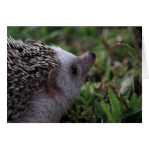 cartão padrão do ouriço