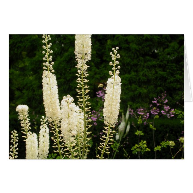 Cartão Padrões da Natureza (Frente Horizontal)