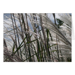 Cartão Padrões da Natureza