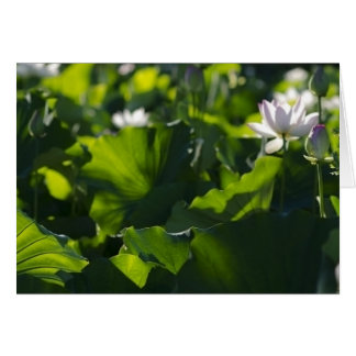 Cartão Padrões da sombra