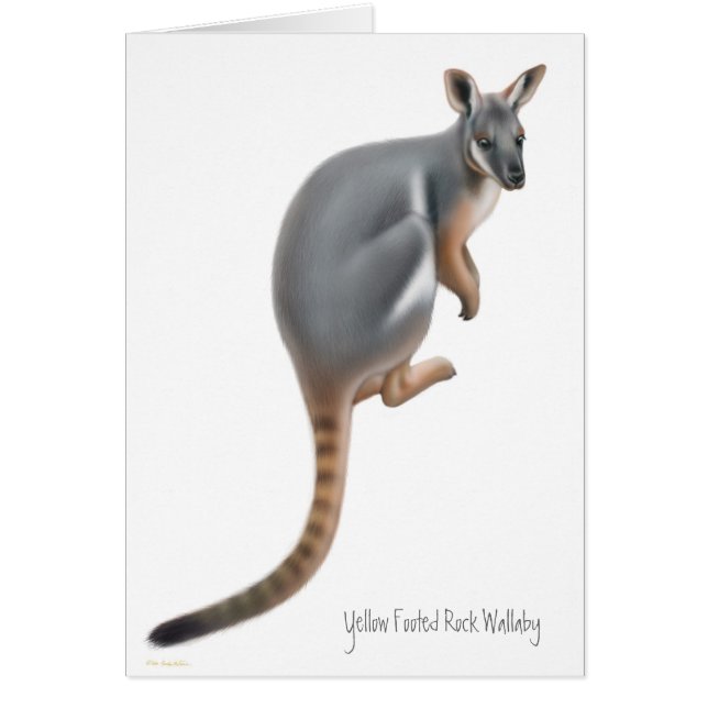 Cartão pagado amarelo do Wallaby de rocha (Frente)