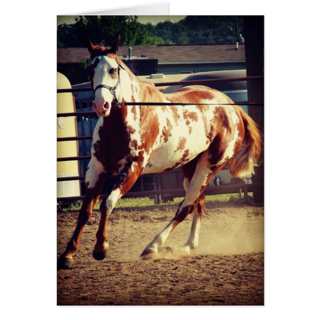 Cartão Paint Horse (Frente)