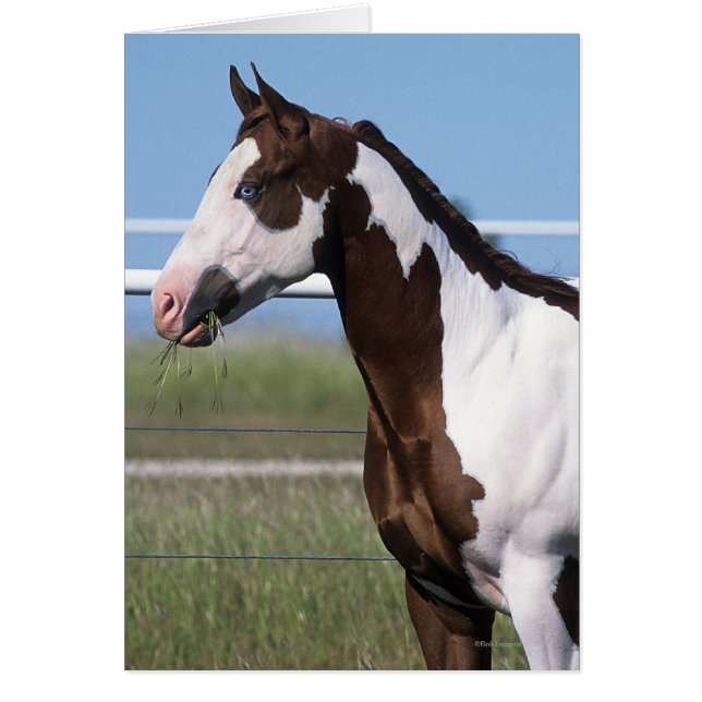 Cartão Paint Horse Permanente (Frente)