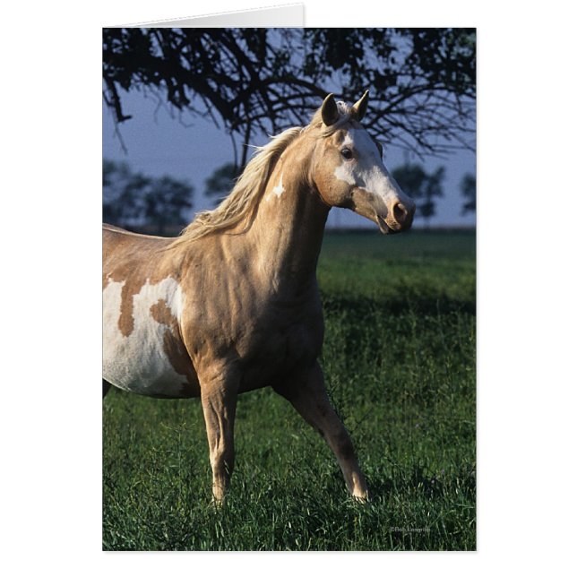 Cartão Paint Horse Permanente 2 (Frente)