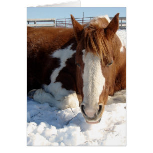 Cartão Paint Horse Snowy Sunny Snooze