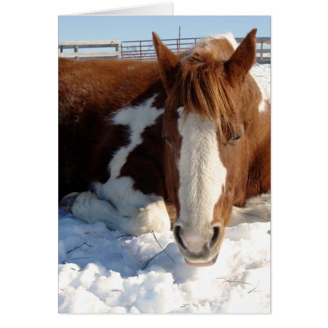Cartão Paint Horse Snowy Sunny Snooze (Frente)
