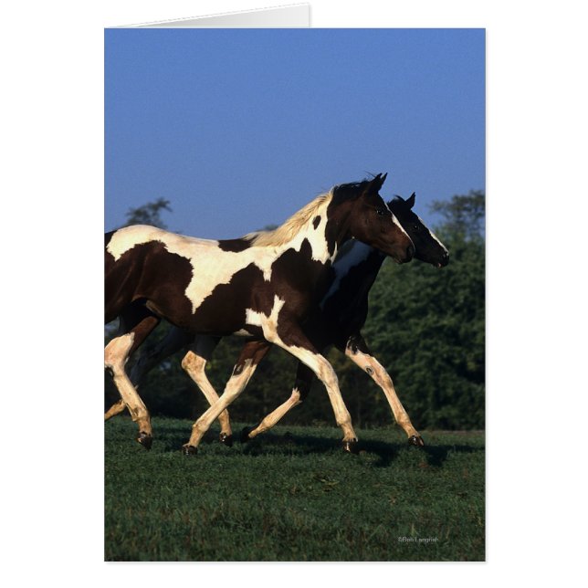 Cartão Paint Yearlings Running (Frente)
