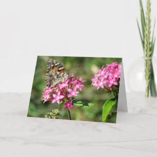 Cartão Painted Lady on Pentas Greeting Card (8999)