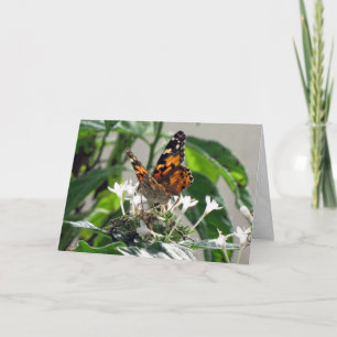 Cartão Painted Lady on Pentas Greeting Card (9862)