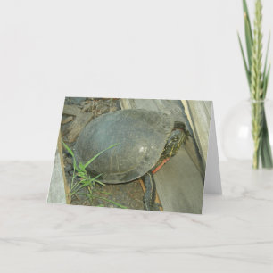 Cartão Painted Turtle (Chrysemys picta)