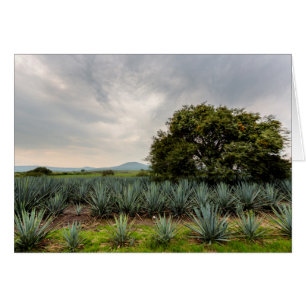 Cartão Paisagem com agave azul