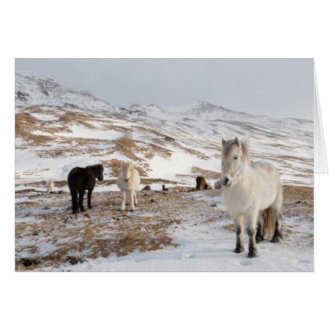 Cartão Paisagem com Cavalos Islandeses (Frente Horizontal)