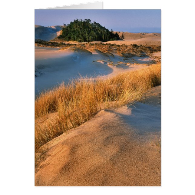 Cartão Paisagem das Dunas de Areia de Oregon (Frente)