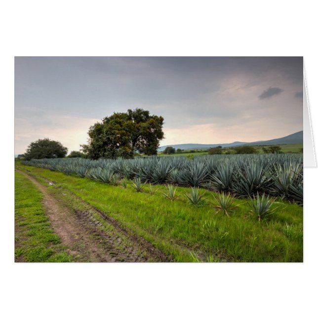 Cartão Paisagem De Agave Azul (Frente Horizontal)