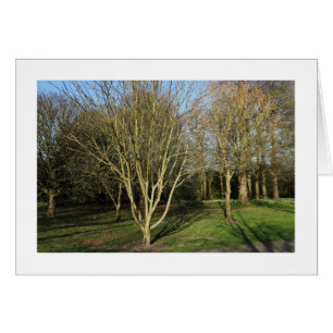 Cartão Paisagem no Parque na Primavera (Bordada)