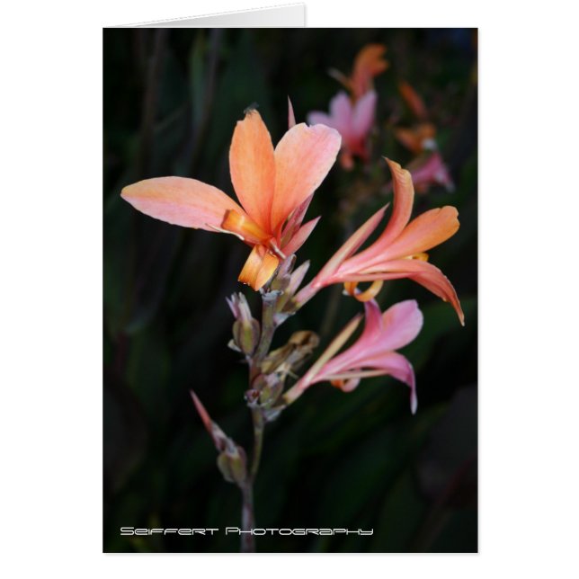 Cartão Paixão (Frente)