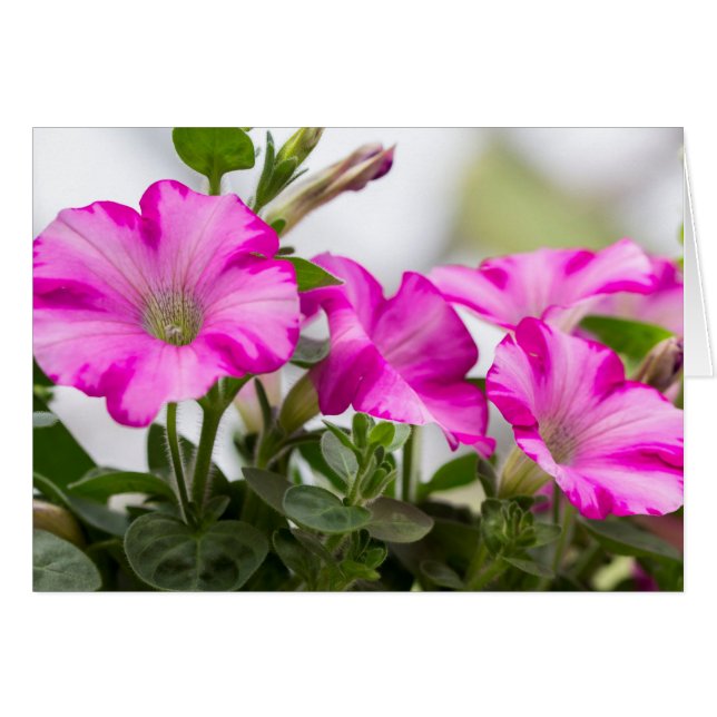 Cartão Paixão Rosa Petunia (Frente Horizontal)