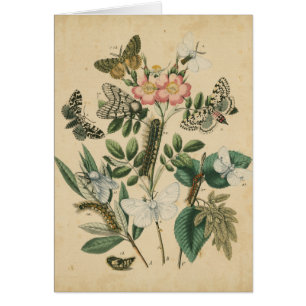 Cartão Palcos da vida da borboleta pelo Vision Studio