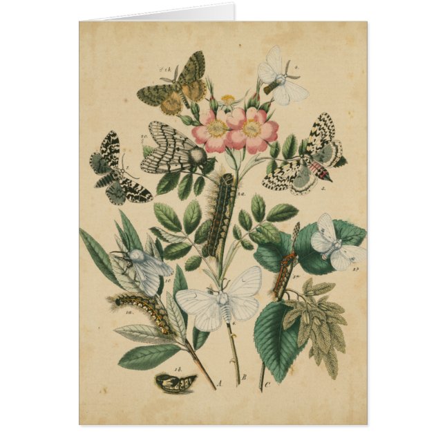 Cartão Palcos da vida da borboleta pelo Vision Studio (Frente)