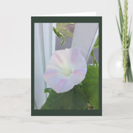 Cartão Pale Opal Morning Glory Blank