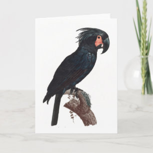 Cartão Palm Cockatoo, Probosciger aterrimus Parrot