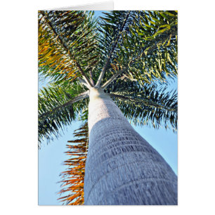 Cartão Palm Tree