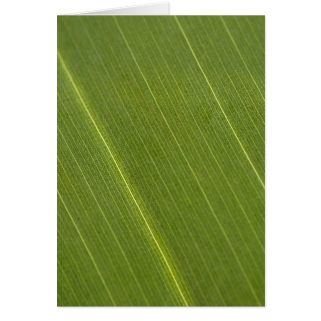 Cartão Palm Tree Leaf (Frente)