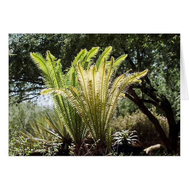 Cartão Palmas retroiluminadas (Frente Horizontal)