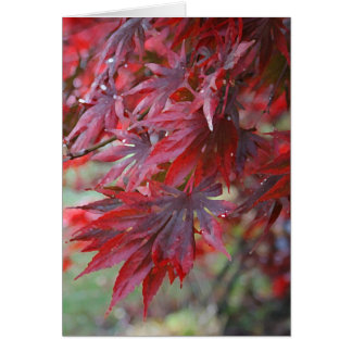 Cartão Palmatum 'Trompenburg de Acer