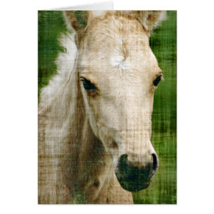 Cartão Palomino Foal