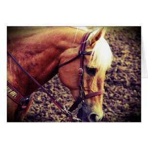 Cartão Palomino ocidental