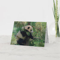 Panda Bear Hugs