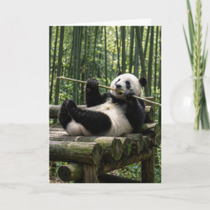 Cartão Panda de Aniversário numa Plataforma de Tronco