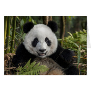 Cartão Panda jovem feliz, China