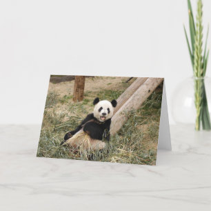Cartão Panda M001