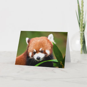 Cartão Panda Vermelho Fofo