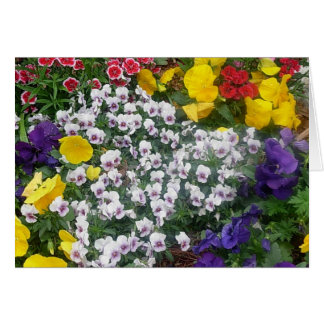 Cartão Pansies na primavera