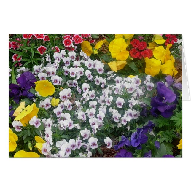 Cartão Pansies na primavera (Frente Horizontal)