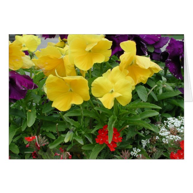 Cartão Pansy Pannier (Frente Horizontal)