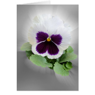 Cartão Pansy roxo branco