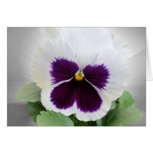 Cartão Pansy roxo branco