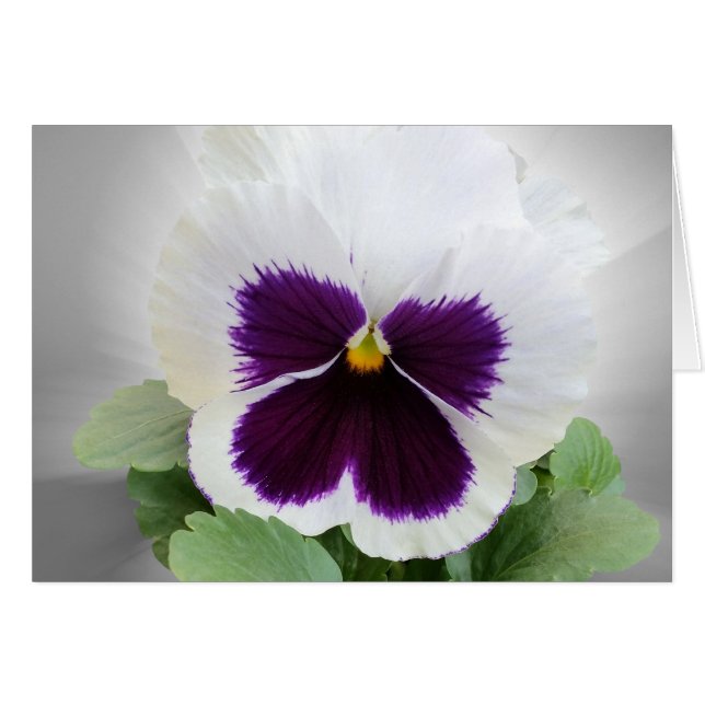 Cartão Pansy roxo branco (Frente Horizontal)