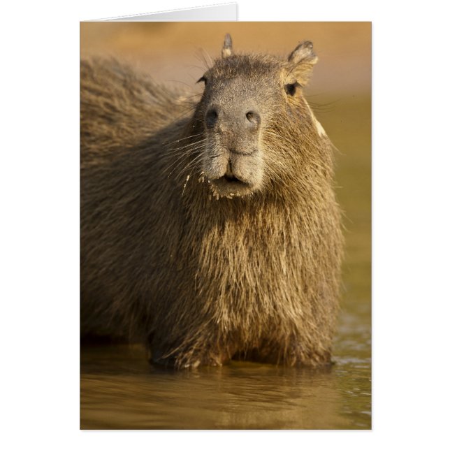Cartão Pantanal, Brasil, Capybara, Hidrochoerus (Frente)