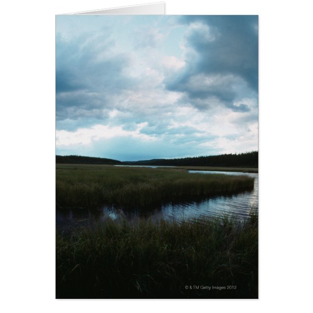 Cartão Pântano salgado (Frente)